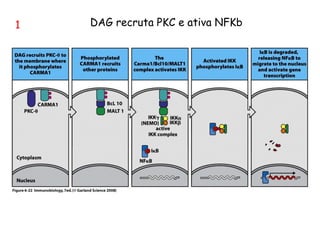 1 DAG recruta PKC e ativa NFKb
 