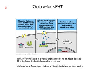 2 Cálcio ativa NFAT
NFAT= fator de céls T ativadas (nome errado, há em todas as céls)
No citoplasma fosforilado quando em repouso
Ciclosporina e Tacrolimus : inibem atividade fosfatase da calcineurina
 
