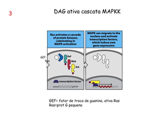 3
GEF= fator de troca de guanina, ativa Ras
Ras=prot G pequena
DAG ativa cascata MAPKK
Ras
GEF
 