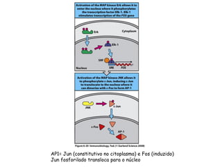 AP1= Jun (constitutivo no citoplasma) e Fos (induzido)
Jun fosforilado transloca para o núcleo
 