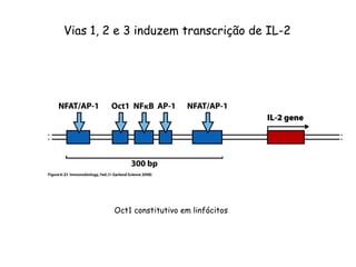 Vias 1, 2 e 3 induzem transcrição de IL-2
Oct1 constitutivo em linfócitos
 