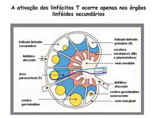 A ativação dos linfócitos T ocorre apenas nos órgãos
linfóides secundários
HEV
 