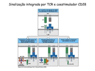 Sinalização integrada por TCR e coestimulador CD28
 