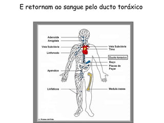 E retornam ao sangue pelo ducto toráxico
 