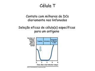 Contato com milhares de DCs
diariamente nos linfonodos
Célula T
Seleção eficaz de célula(s) específicas
para um antígeno
 