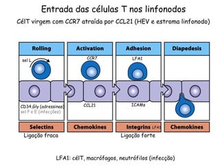 Entrada das células T nos linfonodos
CélT virgem com CCR7 atraída por CCL21 (HEV e estroma linfonodo)
LFA1: célT, macrófagos, neutrófilos (infecção)
Ligação fraca
CCL21
CCR7
ICAMs
CD34,Gly (adressinas)
sel P e E (infecções)
sel L LFA1
LFA1
Ligação forte
 