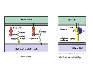 adressinas Molécula de adesão Igs
 