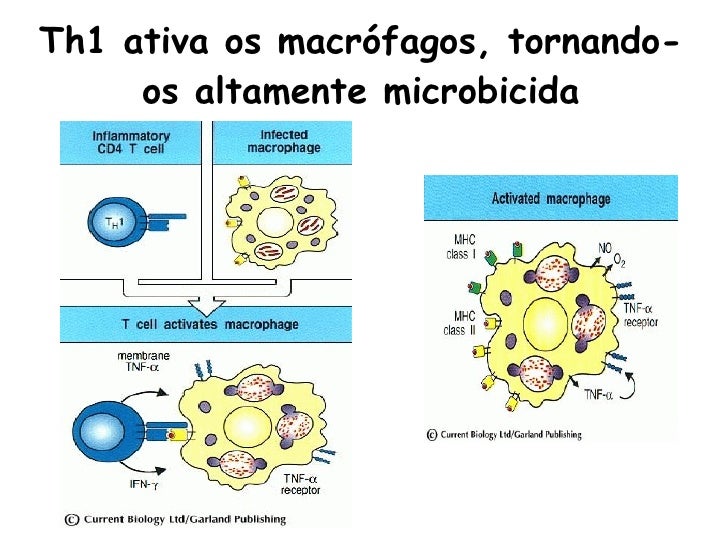 Resultado de imagem para microbicida macrÃ³fagos