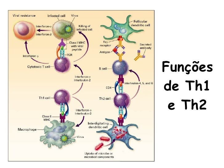 Ativação das células T