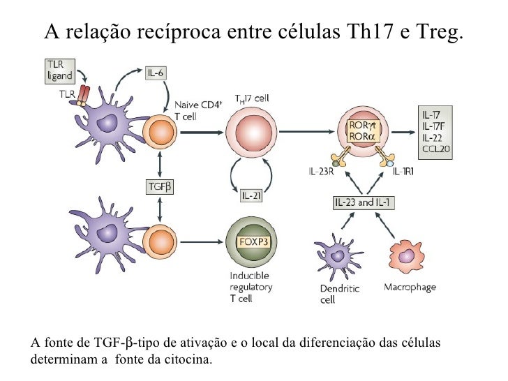 Ativação das células T