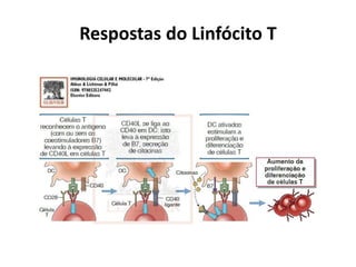Respostas do Linfócito T

 