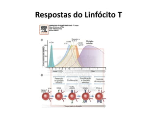 Respostas do Linfócito T

 