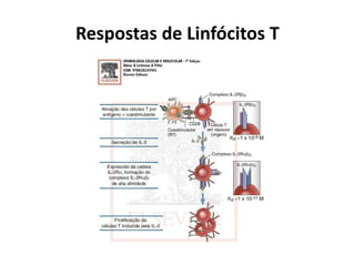 Respostas de Linfócitos T

 