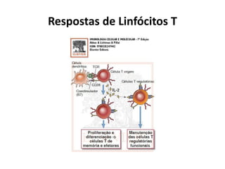 Respostas de Linfócitos T

 