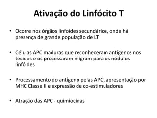 Ativação do Linfócito T
• Ocorre nos órgãos linfoides secundários, onde há
presença de grande população de LT
• Células APC maduras que reconheceram antígenos nos
tecidos e os processaram migram para os nódulos
linfóides
• Processamento do antígeno pelas APC, apresentação por
MHC Classe II e expressão de co-estimuladores
• Atração das APC - quimiocinas

 
