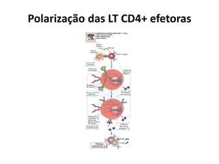 Polarização das LT CD4+ efetoras

 