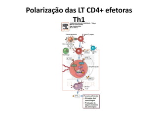 Polarização das LT CD4+ efetoras
Th1

 
