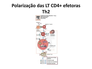 Polarização das LT CD4+ efetoras
Th2

 