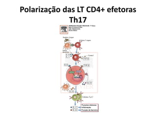 Polarização das LT CD4+ efetoras
Th17

 