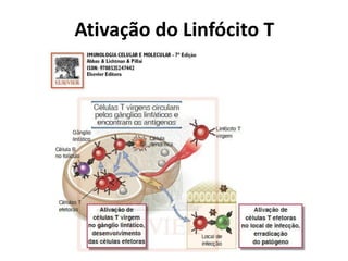 Ativação do Linfócito T

 