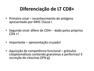 Diferenciação de LT CD8+
• Primeiro sinal – reconhecimento de antígeno
apresentado por MHC Classe I
• Segundo sinal: difere de CD4+ - dado pelos próprios
CD4 +!
• Importante – apresentação cruzada!
• Aquisição de competência funcional – grânulos
citoplasmáticos contendo granzimas e perforinas! E
secreção de citocinas (IFN-g)

 