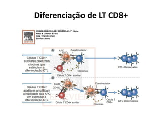 Diferenciação de LT CD8+

 