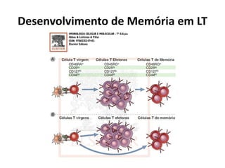Desenvolvimento de Memória em LT

 