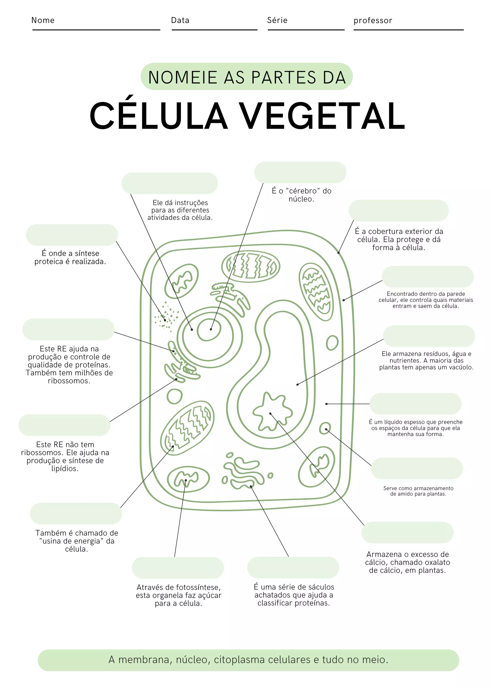 Partes De Uma Celula Vegetal Para Criancas Partes Da Célula Vegetal E