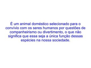 É um animal doméstico selecionado para o convívio com os seres humanos por questões de companheirismo ou divertimento, o que não significa que essa seja a única função dessas espécies na nossa sociedade. 