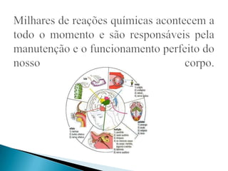 Milhares de reações químicas acontecem a todo o momento e são responsáveis pela manutenção e o funcionamento perfeito do nosso corpo.