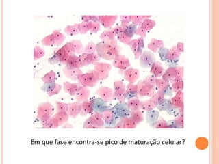 Em que fase encontra-se pico de maturação celular?
 