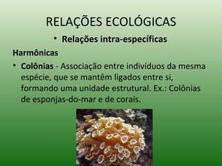 RELAÇÕES ECOLÓGICAS Relações intra-específicas Harmônicas   Colônias  - Associação entre indivíduos da mesma espécie, que se mantêm ligados entre si, formando uma unidade estrutural. Ex.: Colônias de esponjas-do-mar e de corais. 