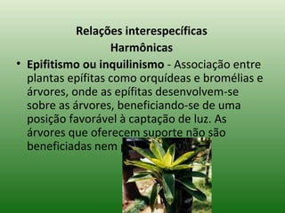 Relações interespecíficas Harmônicas Epifitismo ou inquilinismo  - Associação entre plantas epífitas como orquídeas e bromélias e árvores, onde as epífitas desenvolvem-se sobre as árvores, beneficiando-se de uma posição favorável à captação de luz. As árvores que oferecem suporte não são beneficiadas nem prejudicadas.  