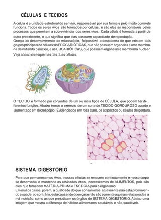 CÉLULAS E TECIDOS
A célula é a unidade estrutural do ser vivo, responsável por sua forma e pelo modo comoele
funciona. Todos os seres vivos são formados por células, e são elas as responsáveis pelos
processos que permitem a sobrevivência dos seres vivos. Cada célula é formada a partir de
outra preexistente, o que significa que elas possuem capacidade de reprodução.
Graças ao desenvolvimento do microscópio, foi possível a descoberta de que existem dois
gruposprincipaisdecélulas:asPROCARIÓTICAS,quenãopossuemorganelaseumamembra-
na delimitando o núcleo, e as EUCARIÓTICAS, que possuem organelas e membrana nuclear.
Veja abaixo os esquemas das duas células.
O TECIDO é formado por conjuntos de um ou mais tipos de CÉLULA, que podem ter di-
ferentes funções. Abaixo temos o exemplo de um corte de TECIDO GORDUROSO corado e
aumentadoem microscópio. Evidenciados em rosa claro, os adipócitos ou células de gordura.
SISTEMA DIGESTÓRIO
Para que permaneçamos vivos, nossas células se renovem continuamente e nosso corpo
se desenvolva e mantenha as atividades vitais, necessitamos de ALIMENTOS, pois são
eles que fornecem MATÉRIA-PRIMA e ENERGIA para o organismo.
Em muitos casos, porém, a qualidade do queconsumimos atualmente não estápromoven-
doa saúde,aocontrário, estácausandodoençasenão sãosomenteaquelas relacionadas à
má nutrição, como as que prejudicam os órgãos do SISTEMA DIGESTÓRIO. Abaixo uma
imagem que mostra a diferença de hábitos alimentares saudáveis e não-saudáveis.
 