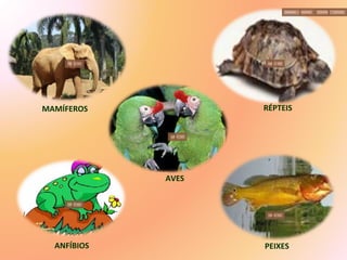 MAMÍFEROS AVES PEIXES ANFÍBIOS RÉPTEIS 