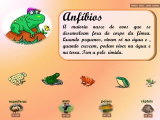aves répteis peixes mamíferos Anfíbios A maioria nasce de ovos que se desenvolvem fora do corpo da fêmea. Quando pequenos, vivem só na água e , quando crescem, podem viver na água e na terra.  Tem a pele  úmida. 