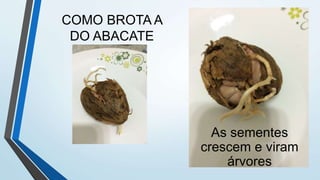 COMO BROTA A
DO ABACATE
As sementes
crescem e viram
árvores
 