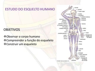 ESTUDO DO ESQUELTO HUMANO




OBJETIVOS
Observar o corpo humano
Compreender a função do esqueleto
Construir um esqueleto
 