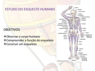 ESTUDO DO ESQUELTO HUMANO




OBJETIVOS
Observar o corpo humano
Compreender a função do esqueleto
Construir um esqueleto
 