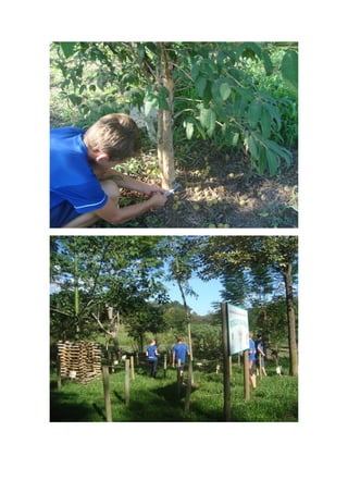 Atividade matemática bosque