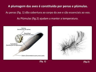 A plumagem das aves é constituída por penas e plúmulas.
As penas (fig. 1) dão cobertura ao corpo da ave e são essenciais ao voo.

         As Plúmulas (fig.2) ajudam a manter a temperatura.




                            (fig. 1)                              (fig.2)
 