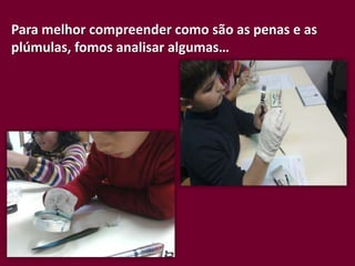 Para melhor compreender como são as penas e as
plúmulas, fomos analisar algumas…
 