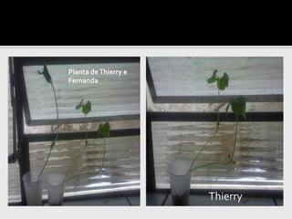 Planta de Thierry e
Fernanda




                      Thierry
 