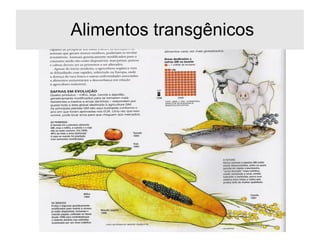 Alimentos transgênicos
 
