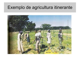 Exemplo de agricultura itinerante
 
