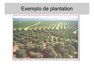 Exemplo de plantation
 