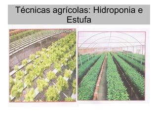 Técnicas agrícolas: Hidroponia e
Estufa
 