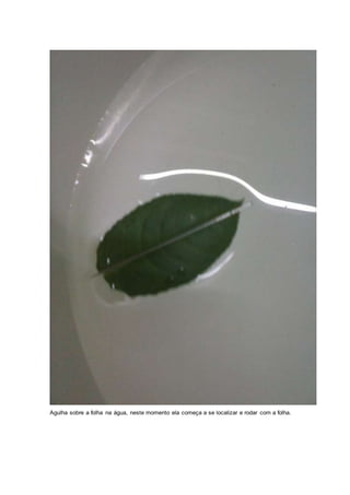 Agulha sobre a folha na água, neste momento ela começa a se localizar e rodar com a folha.
 