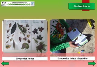 Biodiversidade
Estudo das folhas Estudo das folhas - herbário
 