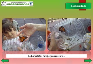 Biodiversidade
As borboletas também nasceram…
 